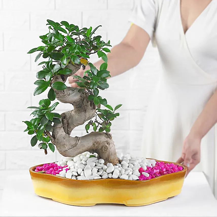 Bonsai Plant Serene Garden Pot