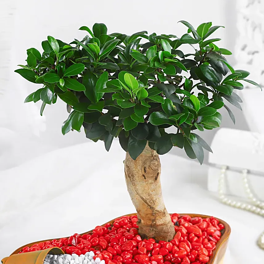 Bonsai Plant Vibrant Garden Pot