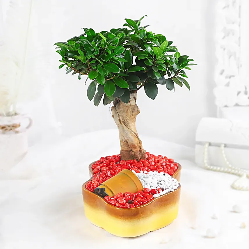 Bonsai Plant Vibrant Garden Pot
