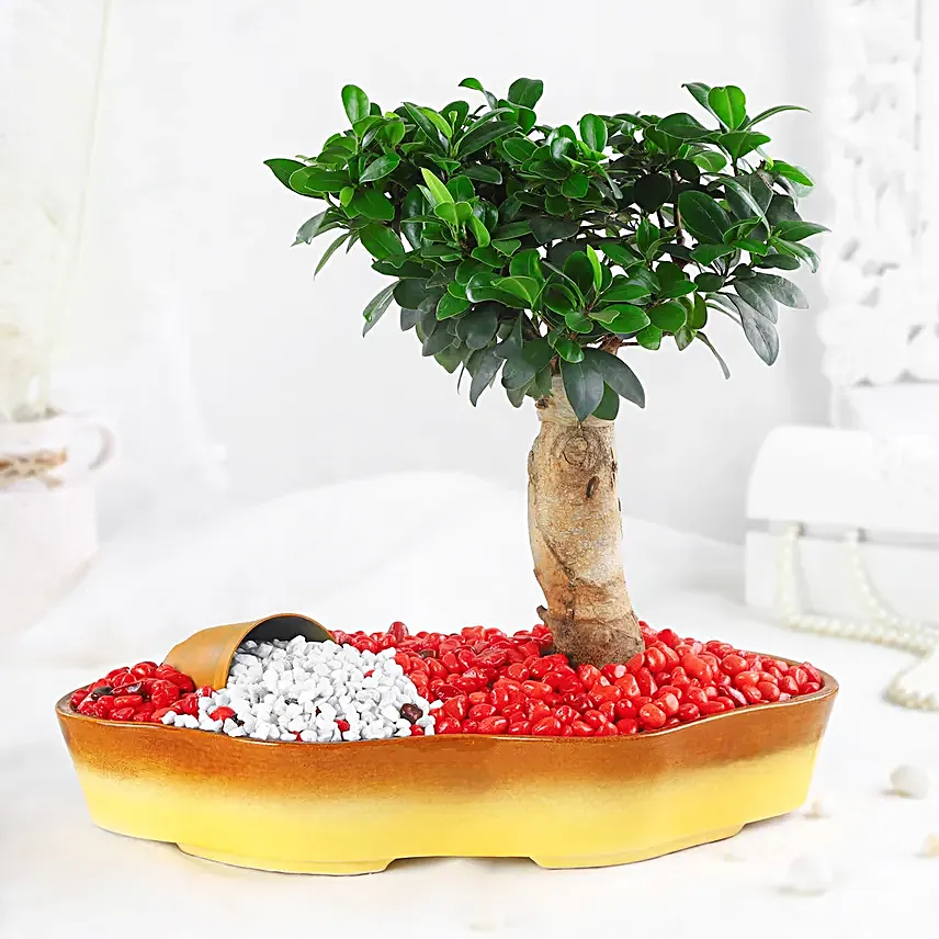 Bonsai Plant Vibrant Garden Pot