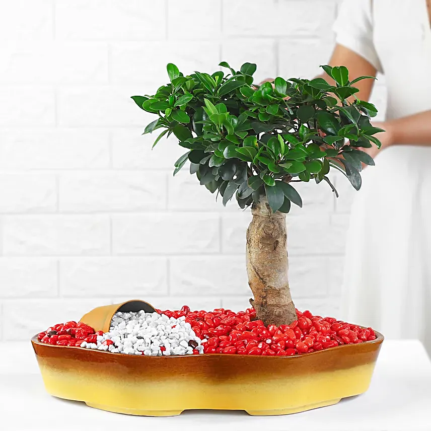 Bonsai Plant Vibrant Garden Pot