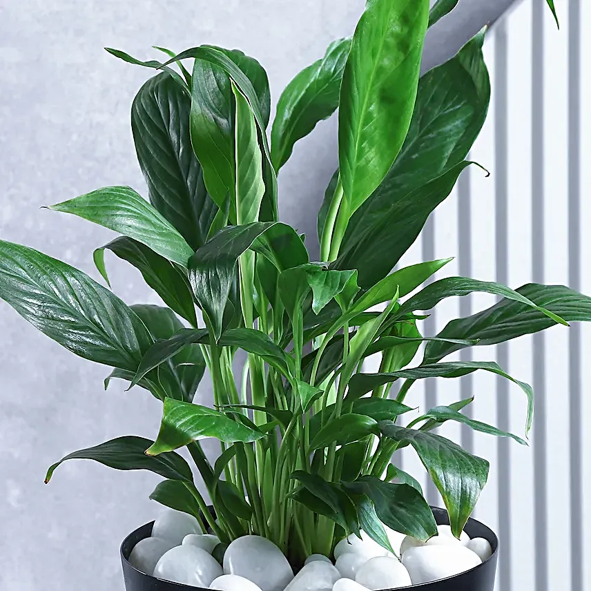 Botanical Bliss