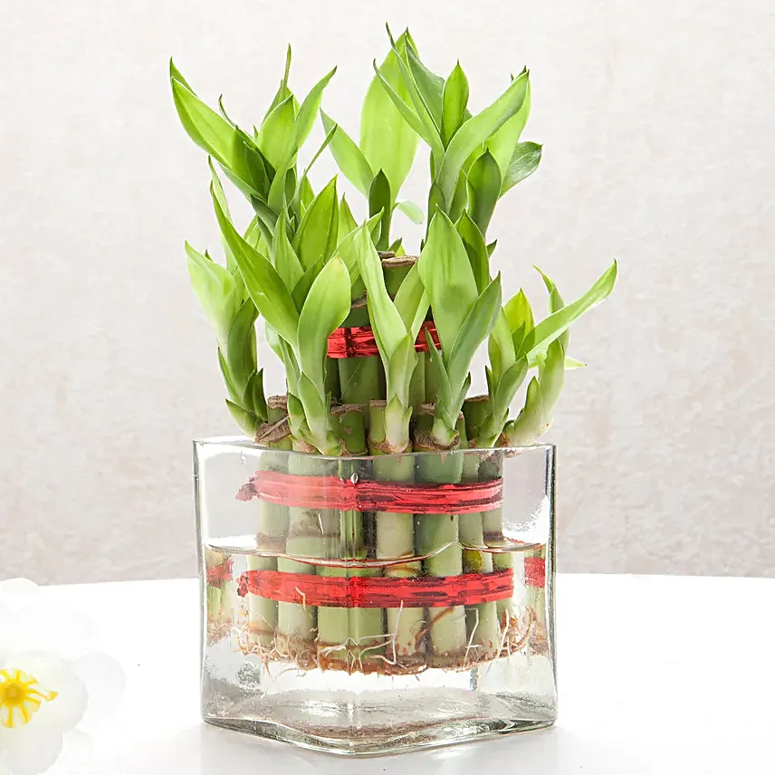 Two layer bamboo plant with a square glass vase