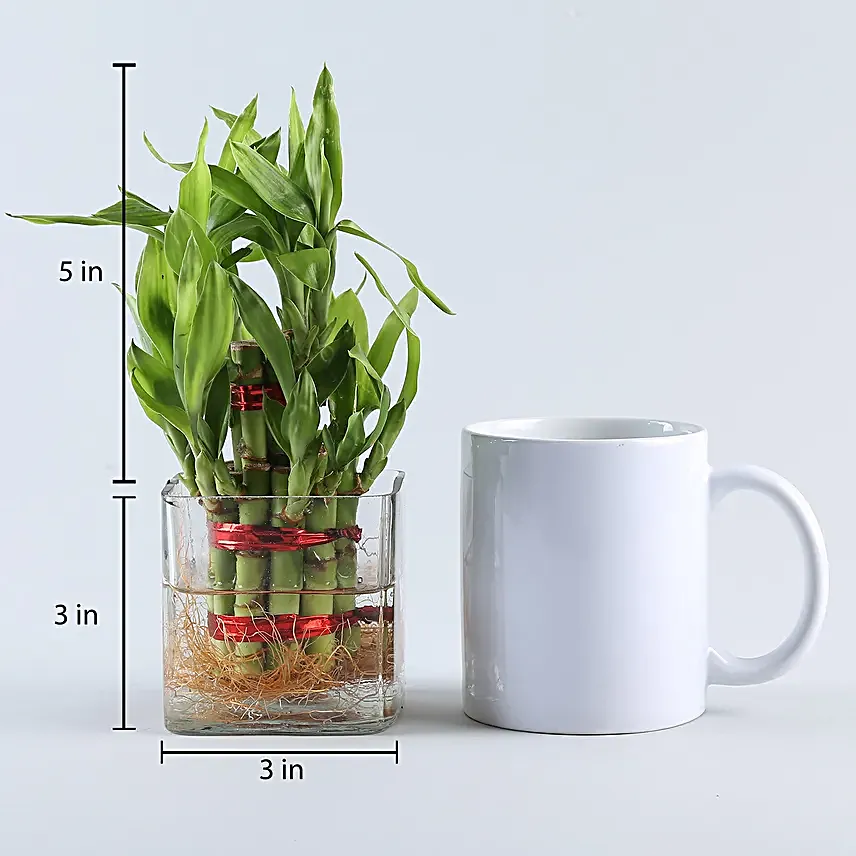 Two layer bamboo plant with a square glass vase