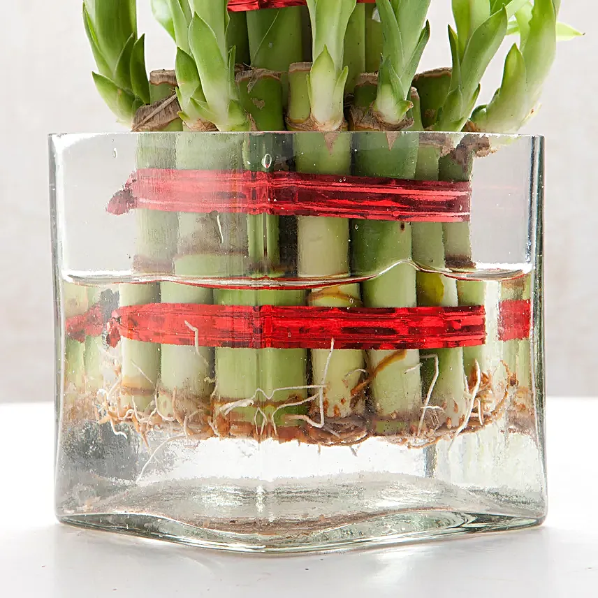 Two layer bamboo plant with a square glass vase