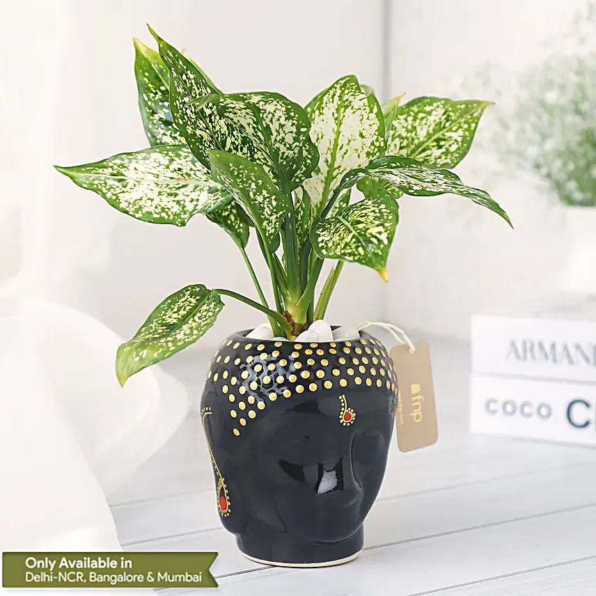 Buddhas Blessing in a Black Pot