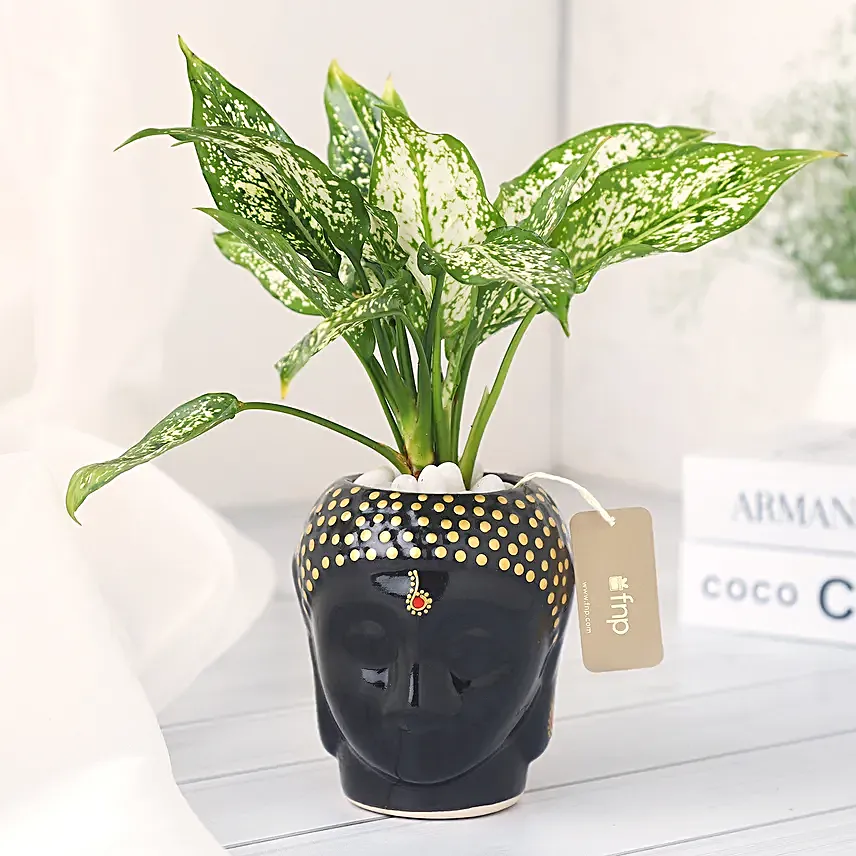 Buddhas Blessing in a Black Pot