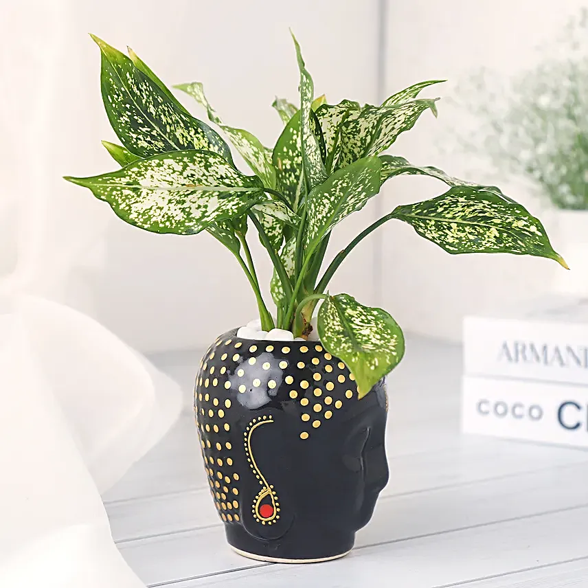 Buddhas Blessing in a Black Pot