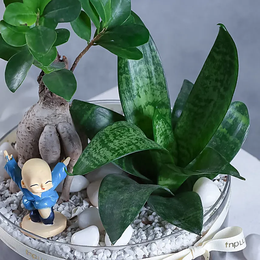 Buddhas Oasis