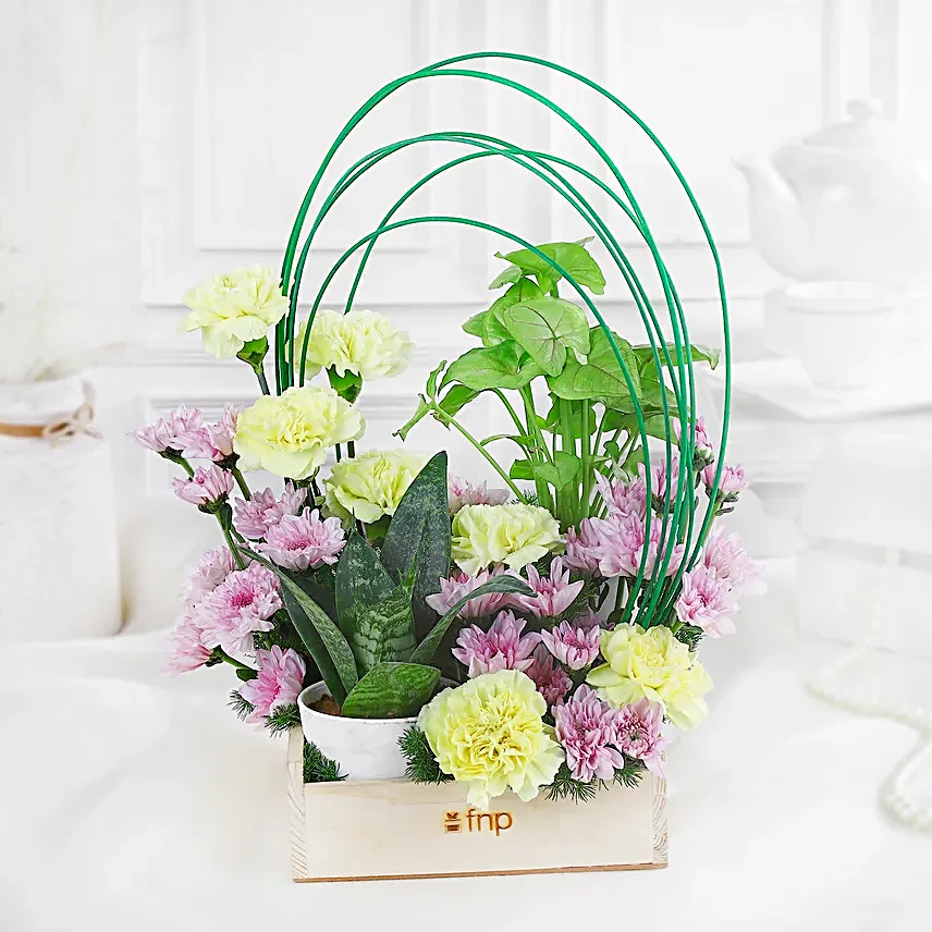 Carnations N Syngonium Plant Symphony