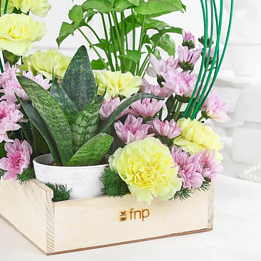 Carnations N Syngonium Plant Symphony