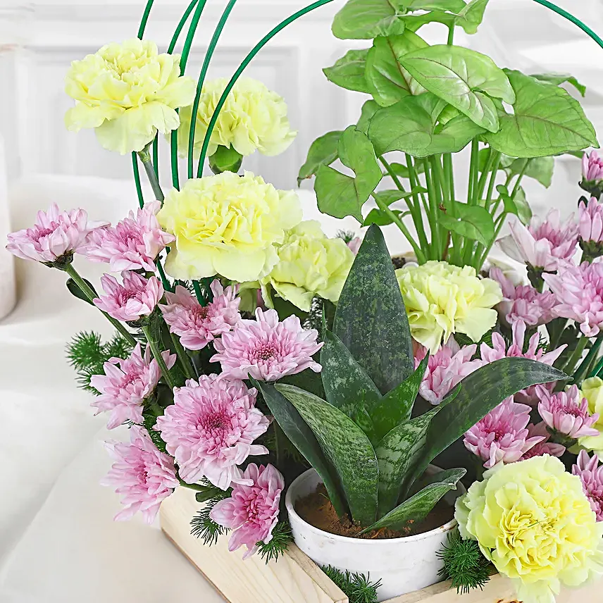 Carnations N Syngonium Plant Symphony