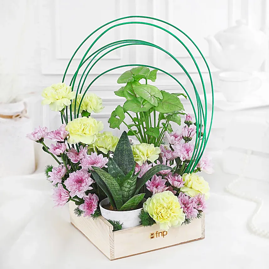 Carnations N Syngonium Plant Symphony
