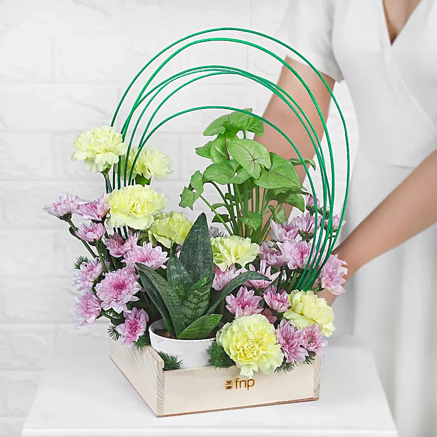 Carnations N Syngonium Plant Symphony