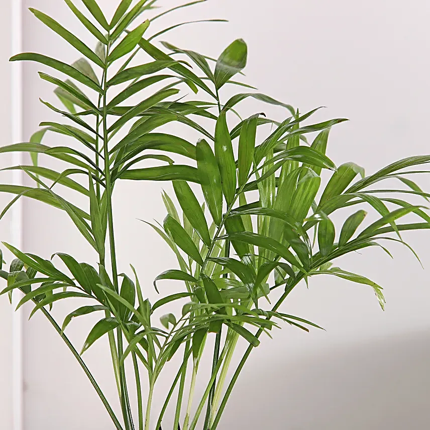 Chamaedorea and Echeveri Harmony