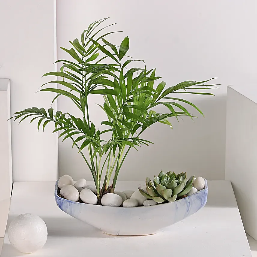 Chamaedorea and Echeveri Harmony