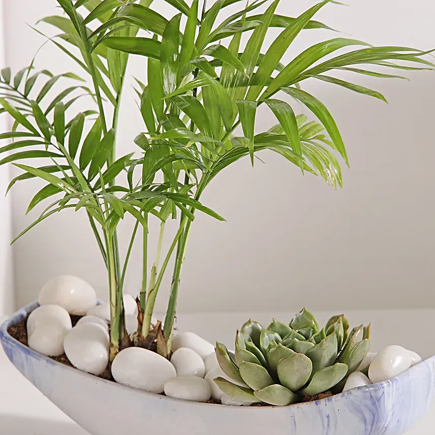 Chamaedorea and Echeveri Harmony