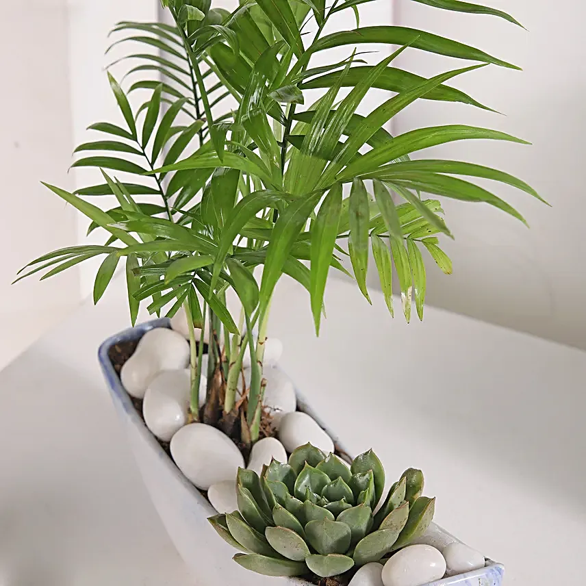 Chamaedorea and Echeveri Harmony