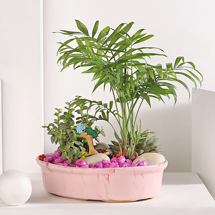 Chamaedorea and Jade Plant Harmony