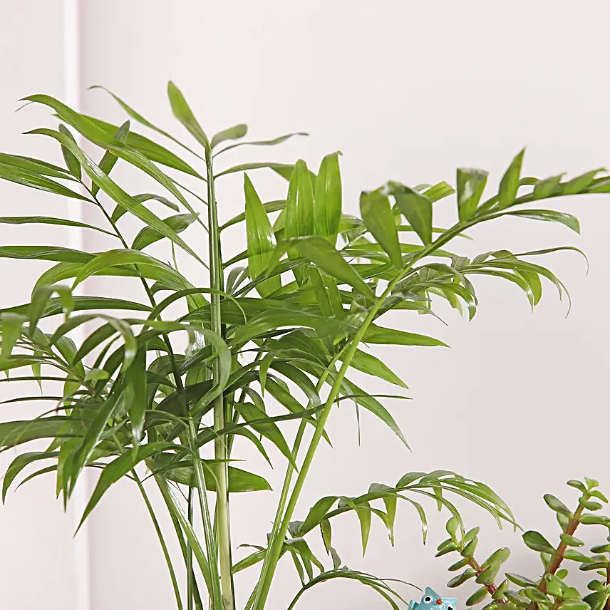 Chamaedorea and Jade Plant Harmony
