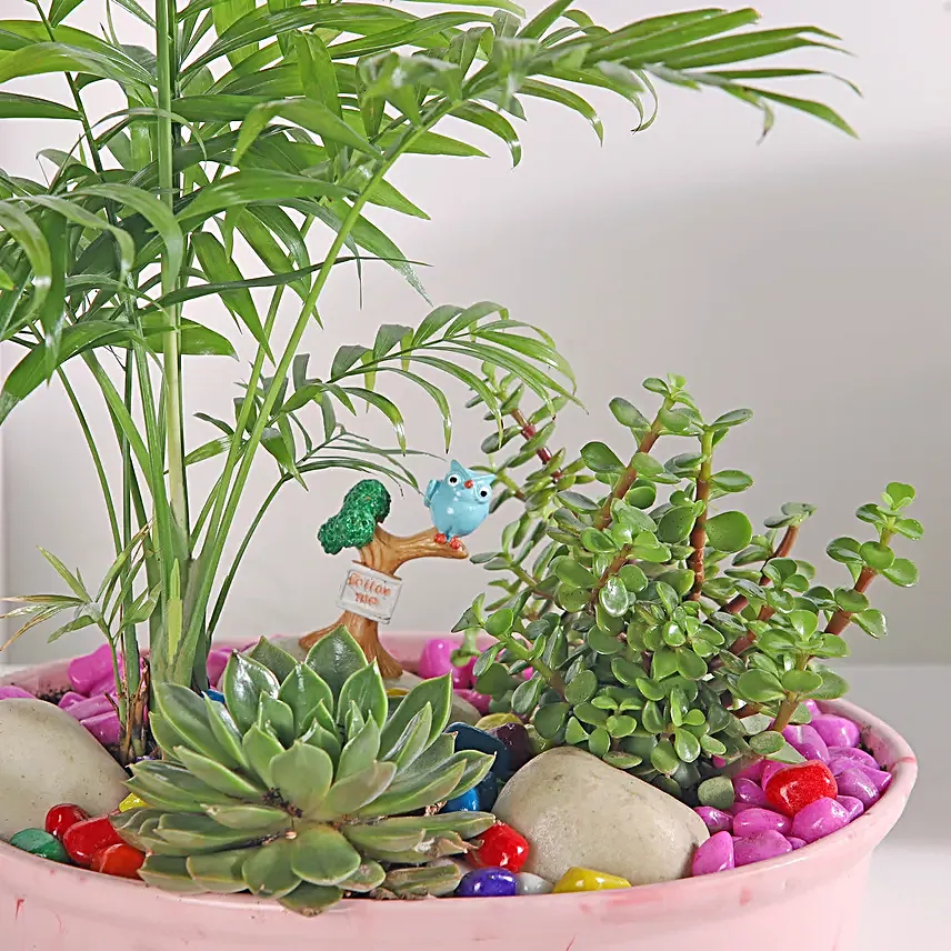 Chamaedorea and Jade Plant Harmony