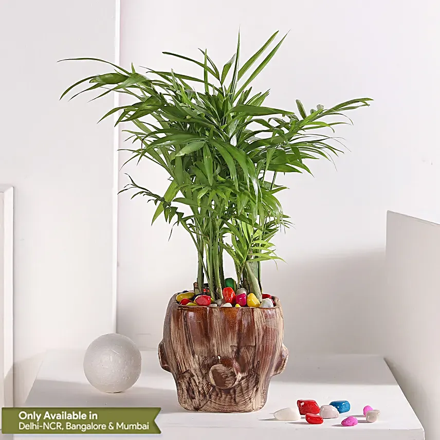 Chamaedorea Haven in Wooden Pot