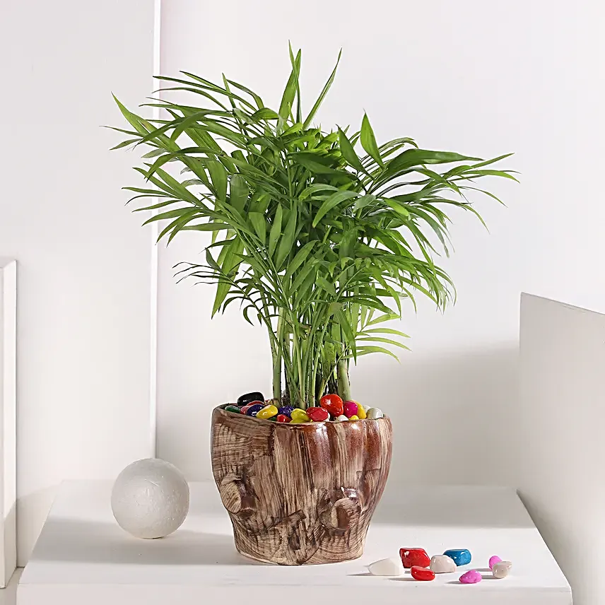 Chamaedorea Haven in Wooden Pot