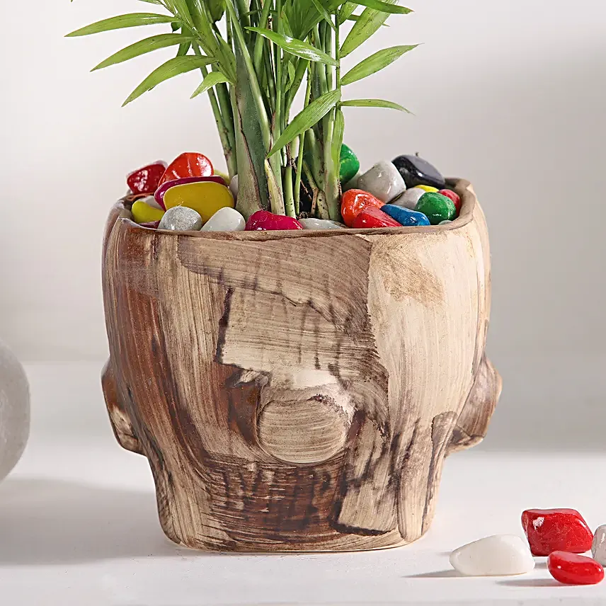 Chamaedorea Haven in Wooden Pot