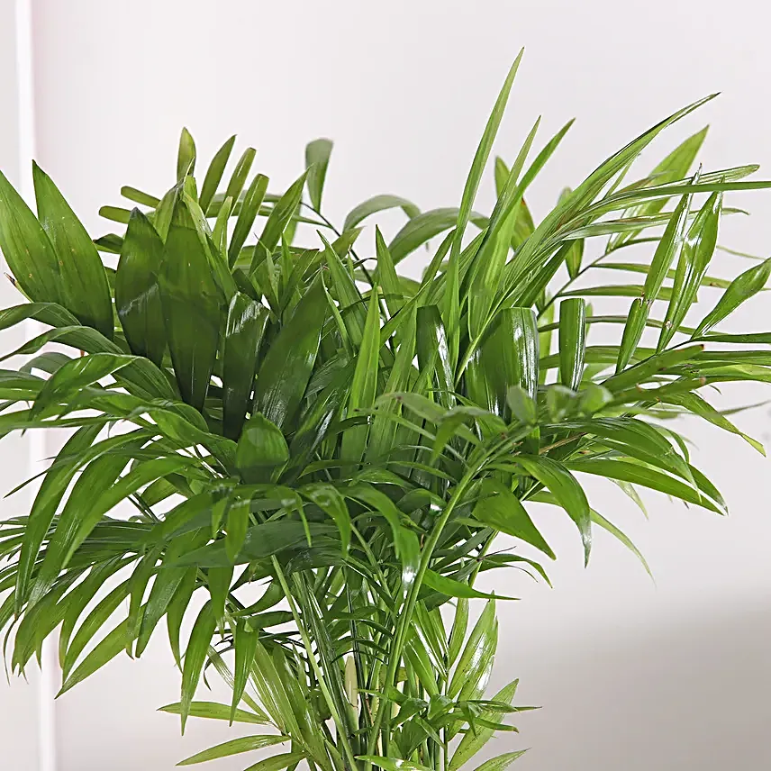 Chamaedorea Haven in Wooden Pot