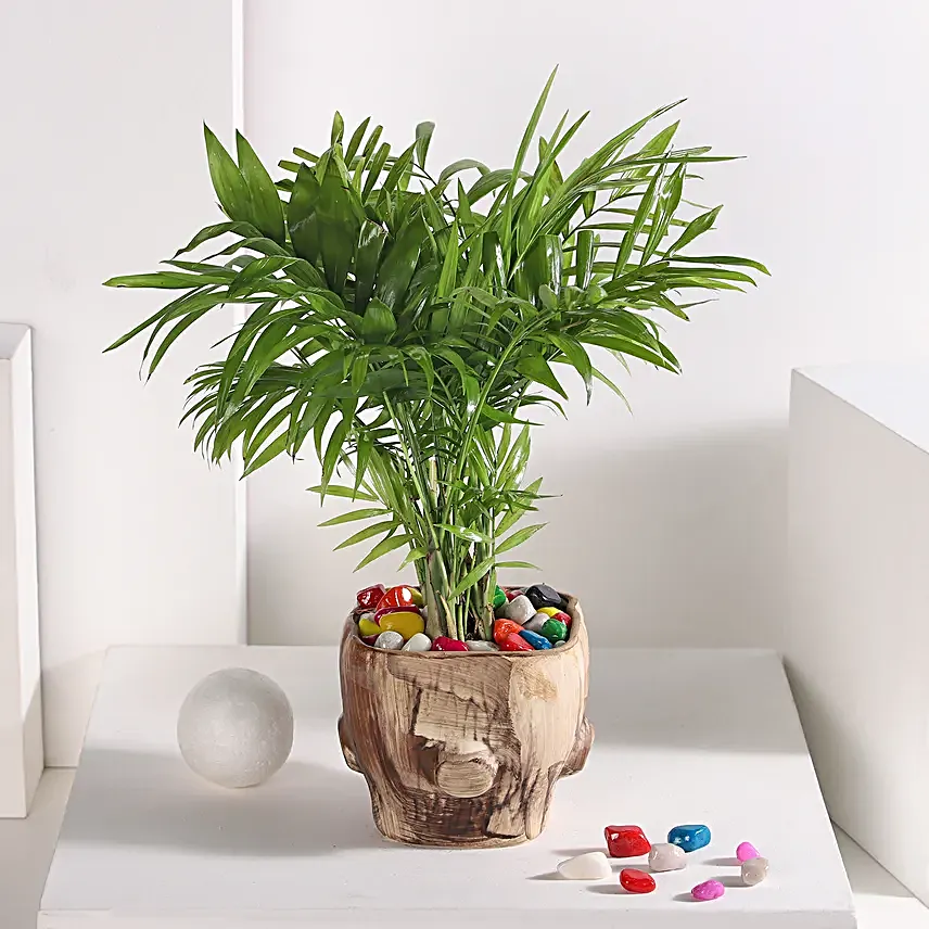 Chamaedorea Haven in Wooden Pot