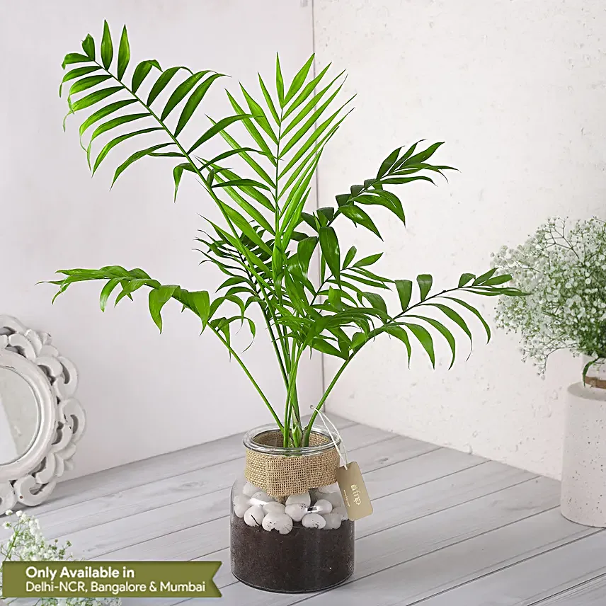 Chamaedorea Plant In Glass Jar