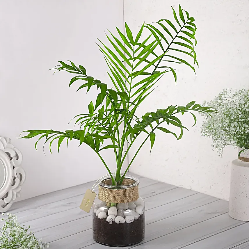 Chamaedorea Plant In Glass Jar