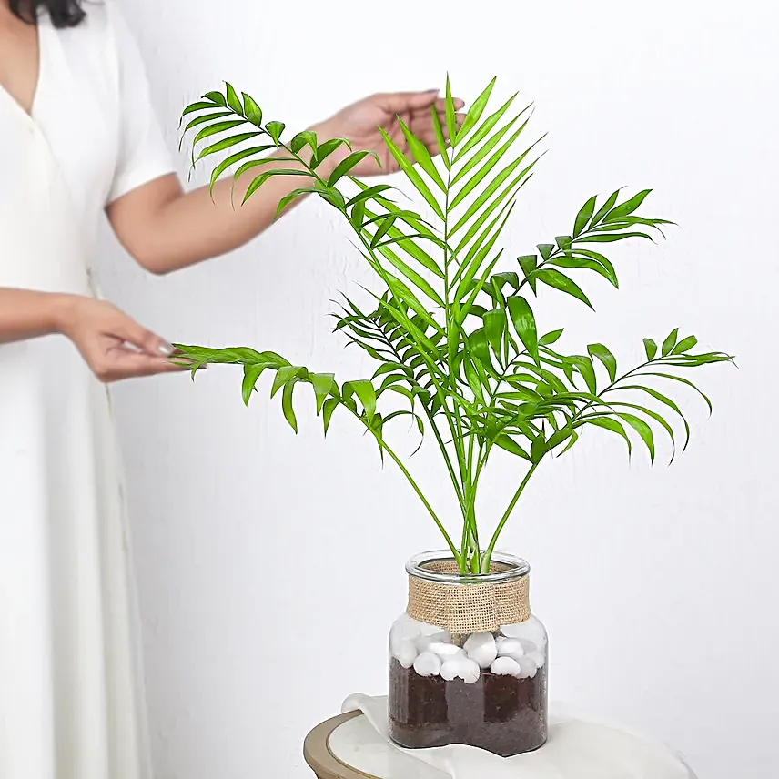 Chamaedorea Plant In Glass Jar