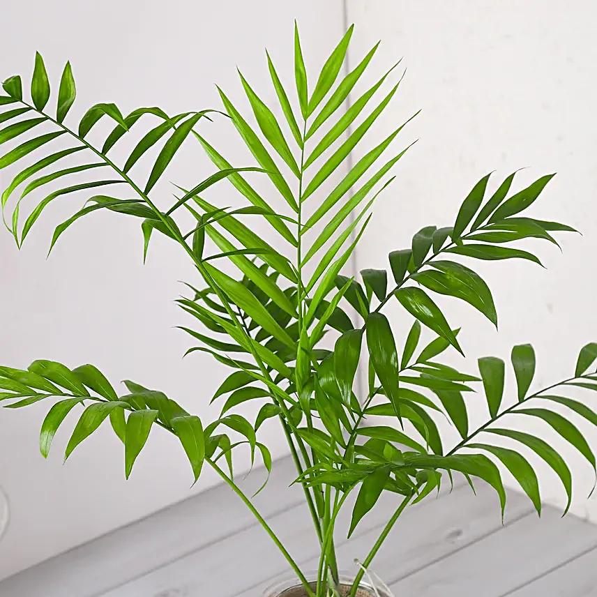 Chamaedorea Plant In Glass Jar