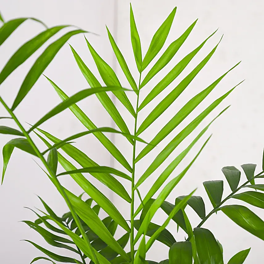 Chamaedorea Plant In Glass Jar