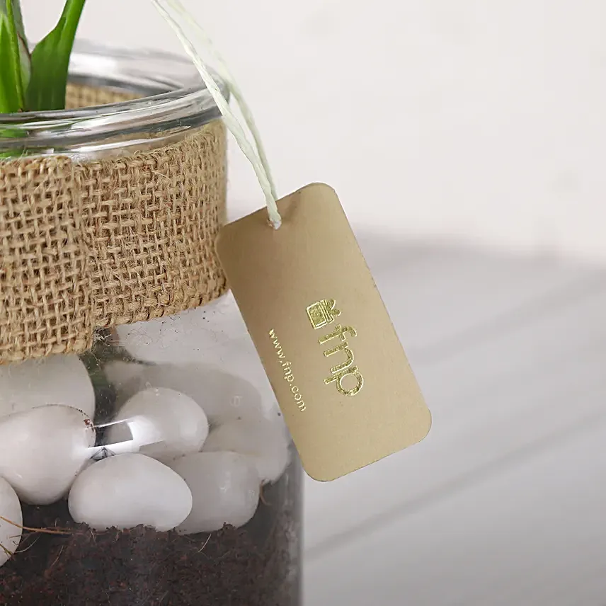 Chamaedorea Plant In Glass Jar