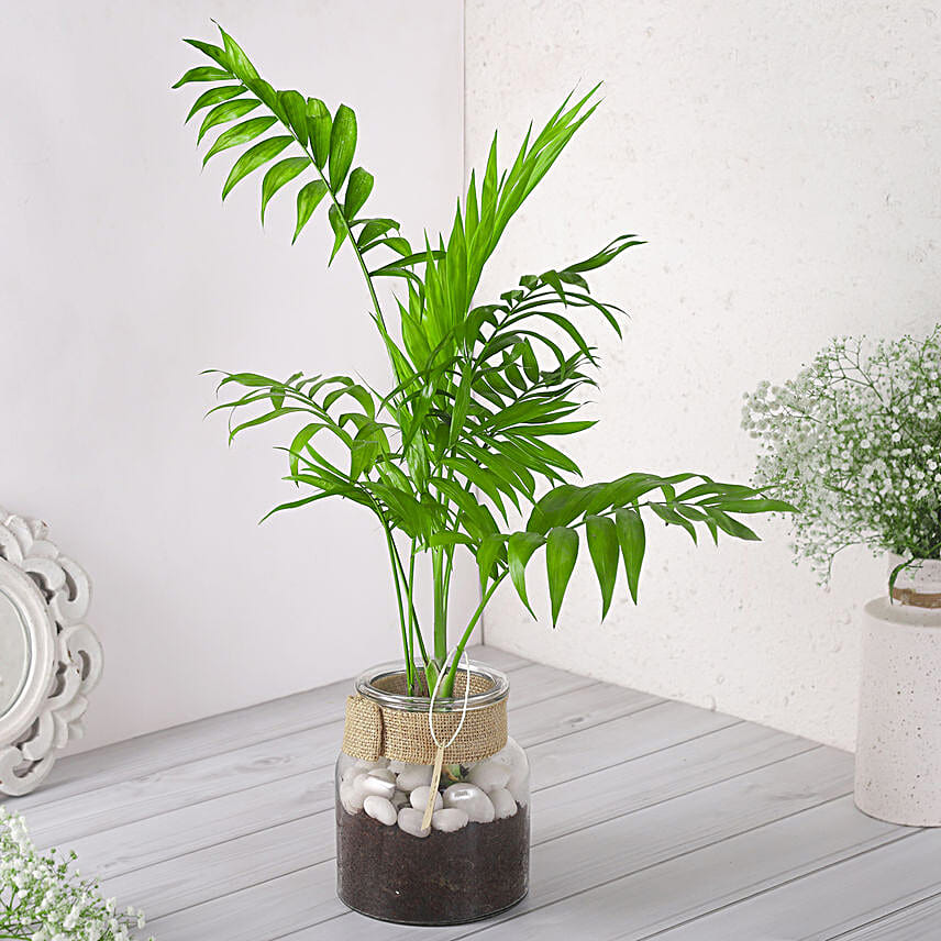 Chamaedorea Plant In Glass Jar