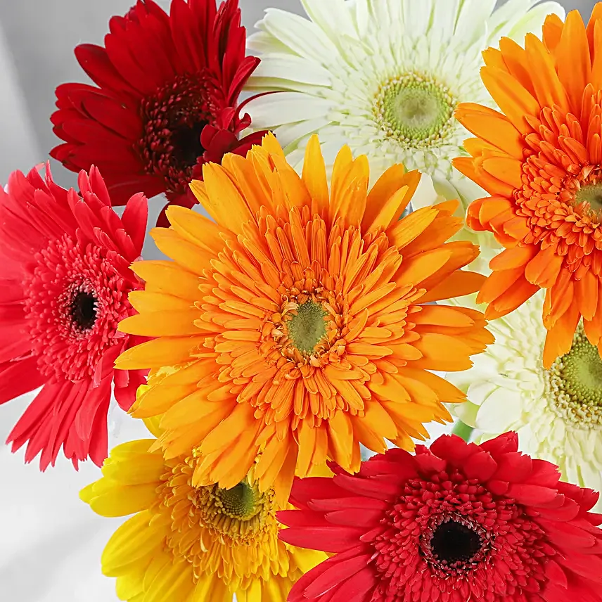 Cheerful Gerbera Blossoms Vase