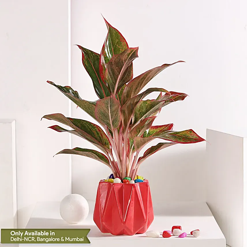 Cherry Aglaonema Delight