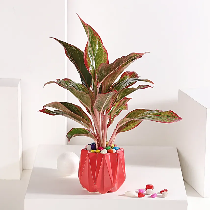 Cherry Aglaonema Delight