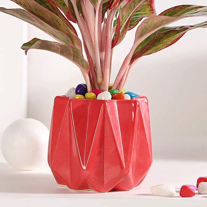 Cherry Aglaonema Delight