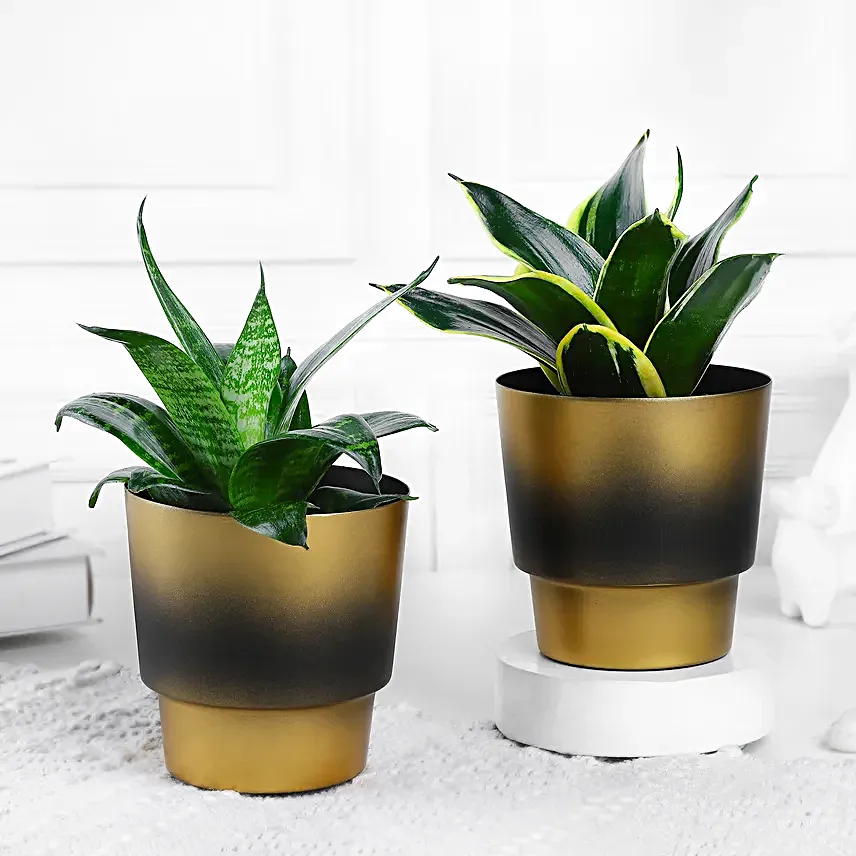 Chic Sansevieria Duo