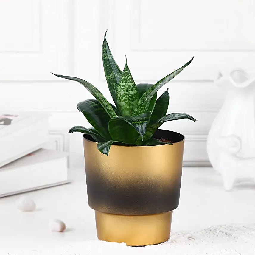 Chic Sansevieria Duo
