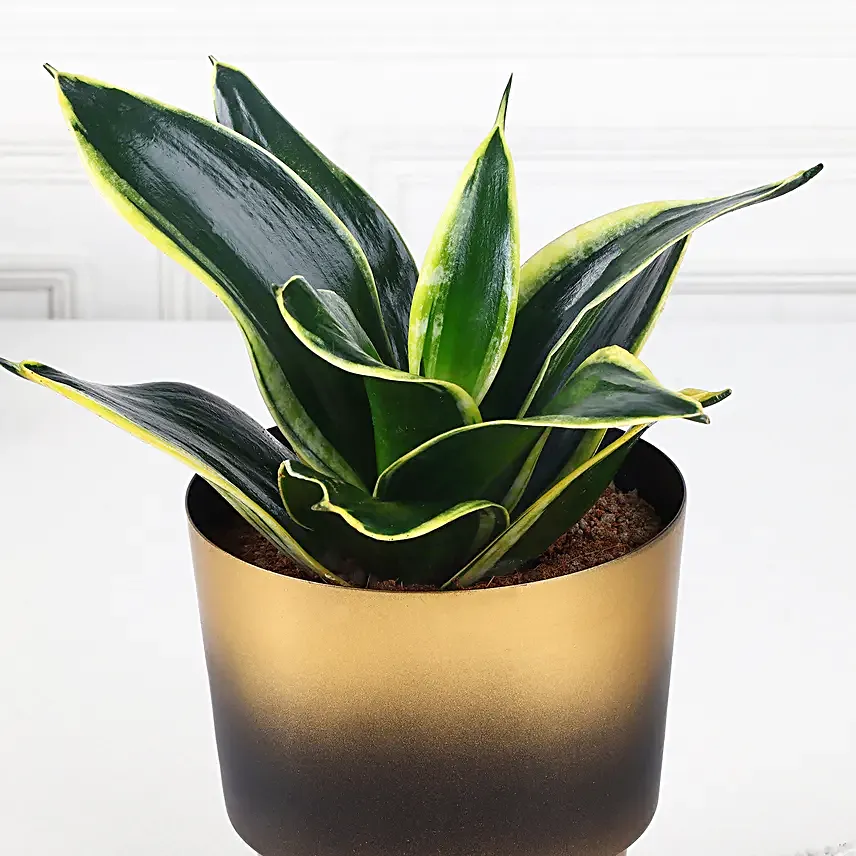 Chic Sansevieria Duo
