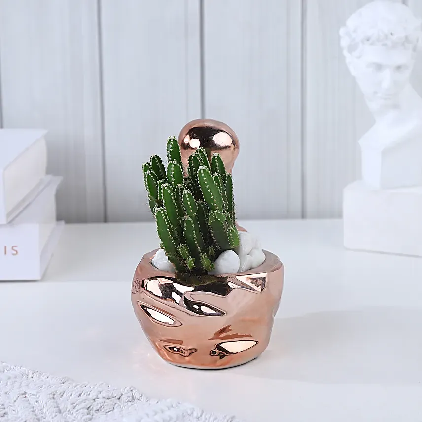 Chic Spire Cactus Radiance
