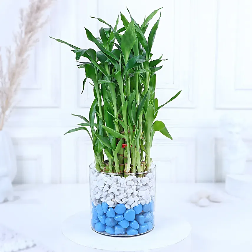 Chocolate Oasis with Bamboo Serenade