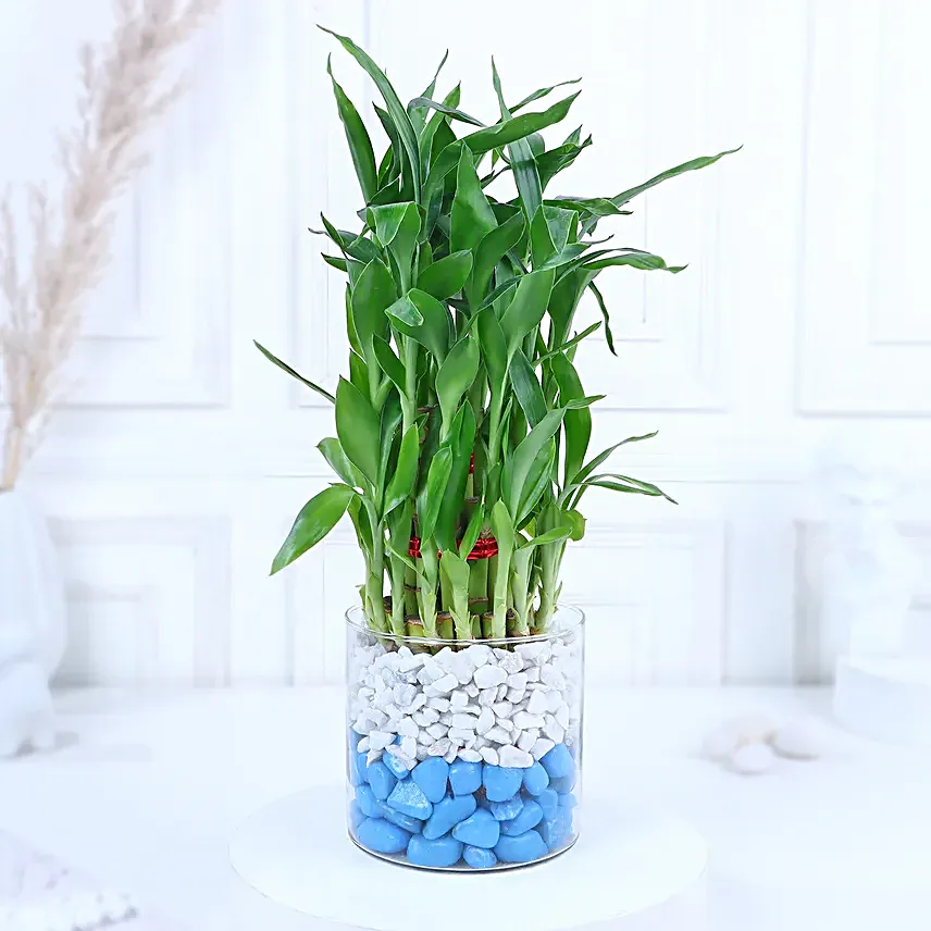Chocolate Oasis with Bamboo Serenade