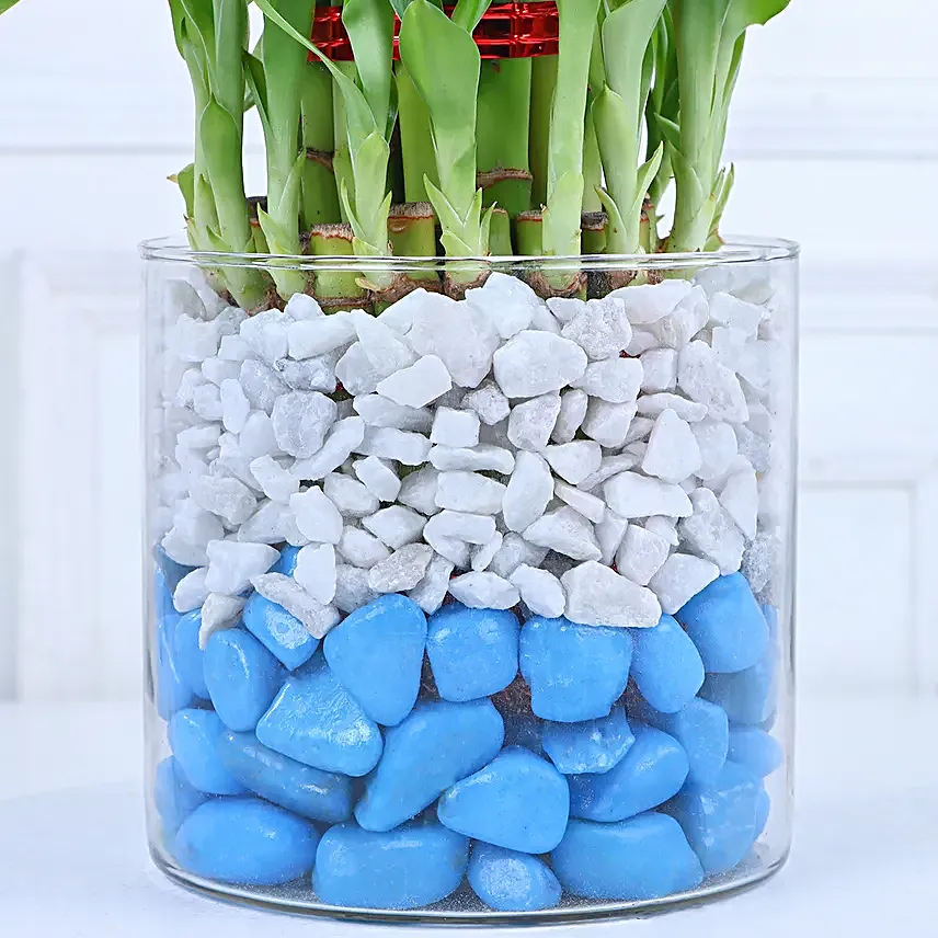 Chocolate Oasis with Bamboo Serenade
