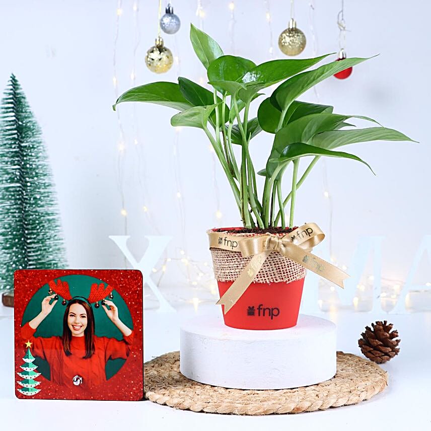 Christmas Greens Serenity Combo