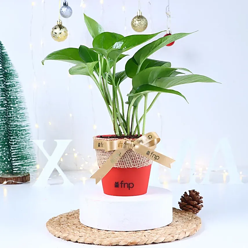 Christmas Greens Serenity Combo